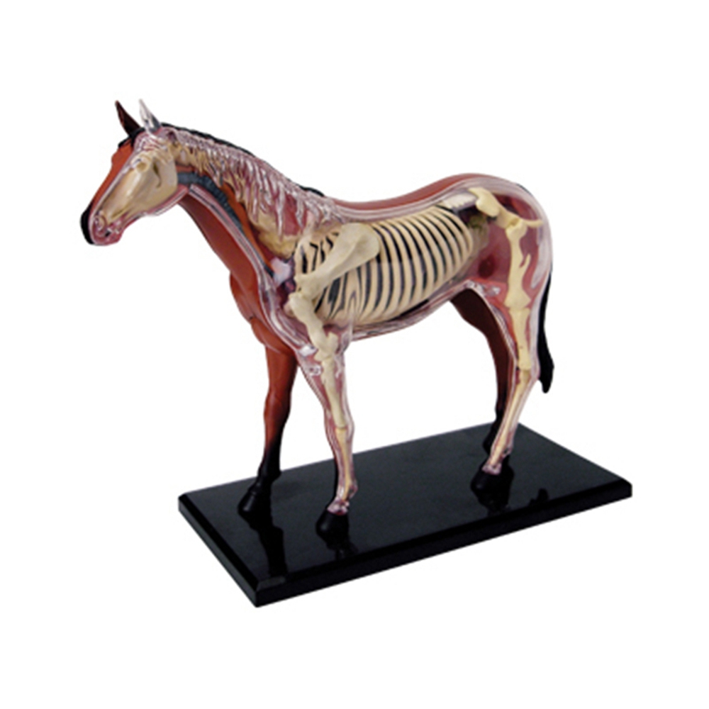 Science Toys Diy - Model anatomiczny narządów zwierzęcych 4D inteligencja
