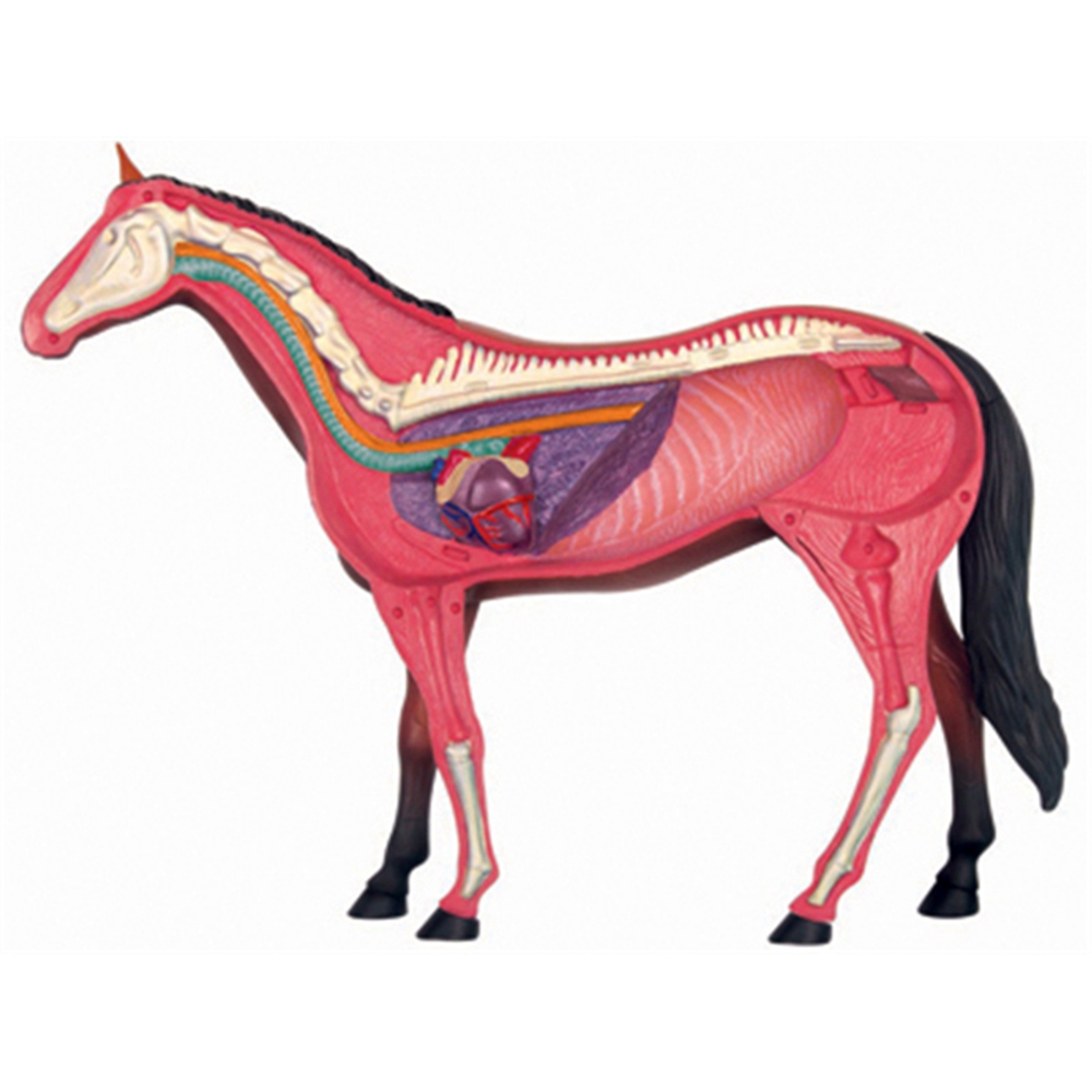 Model anatomiczny narządów zwi – Science Toys Diy recenzja i cena