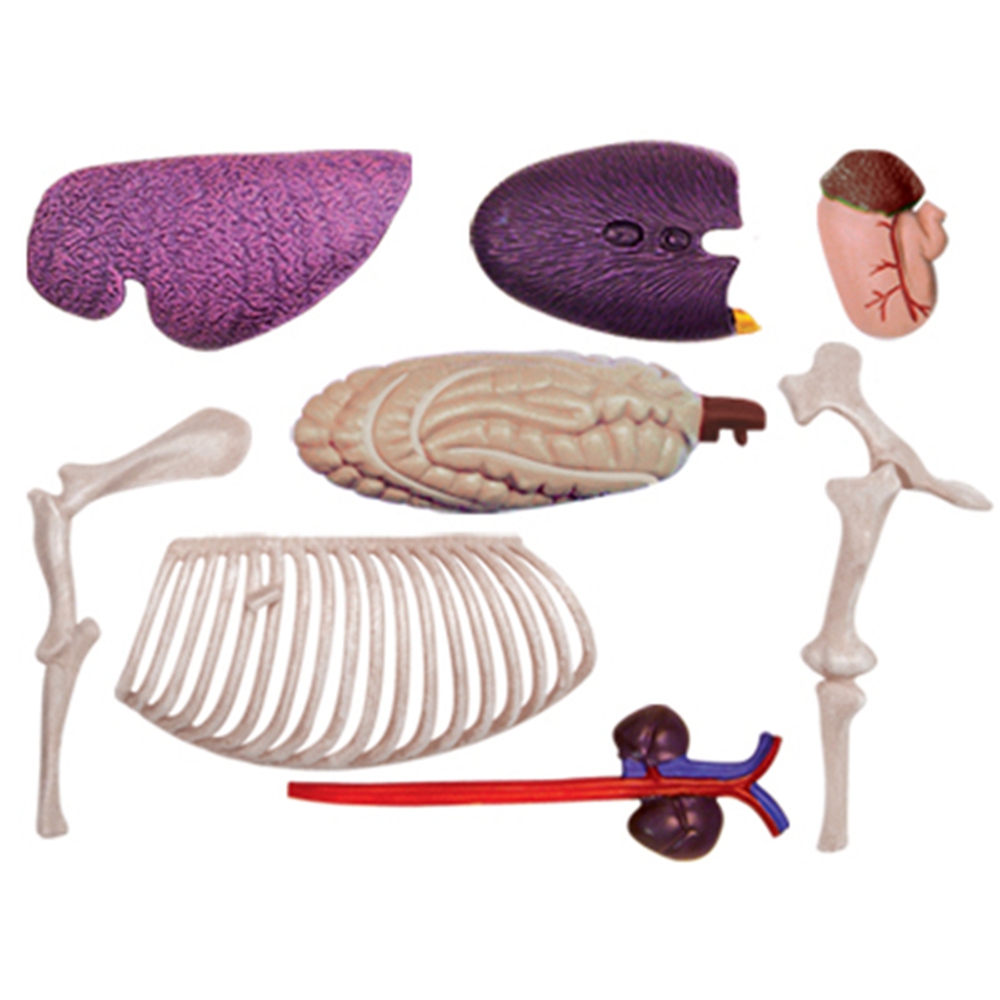 Model anatomiczny narządów zwi – Science Toys Diy recenzja i cena