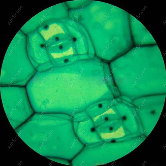 Mikroskop biologiczny monokula – Microscope Compound 40X recenzja i cena